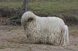 KOMONDOR 119